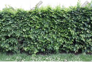 Photo Texture of Hedge 0002